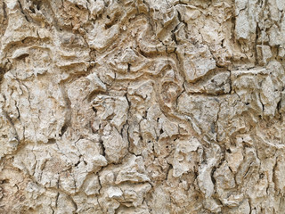 top view of tree bark background. abstract texture for nature advertising.
