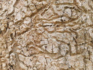 top view of tree bark background. abstract texture for nature advertising.