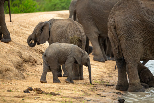A herd of elephants with young calves coming down to drink water at a local watering hole. 