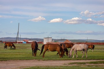 mongolie les animaux de la steppe