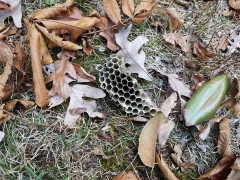 Bee Nest Or Hive On Ground With Leaves