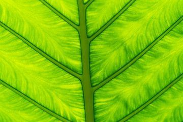 background with green leaves