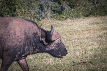 Obraz premium búfalo