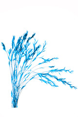 blue ears of wheat isolated on white background