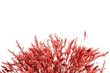 Naklejka premium rambutan on white background