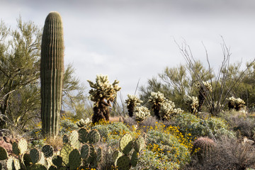 Teddy-bear cholla cactus and Saguaro