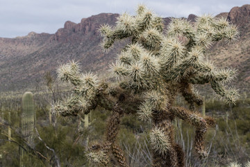 Teddy-bear cholla cactus close-up in Saguaro National Park