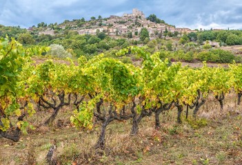 Fototapeta na wymiar Old, gnarled grape vines in a vineyard below the historical village of Lacoste, perched on a hill in the Luberon region of Provence, France.