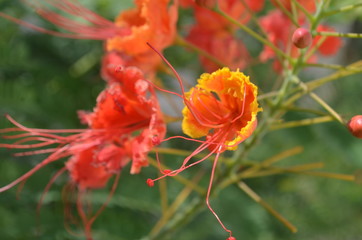 Flores en tonos cálidos