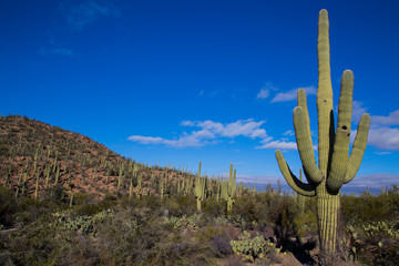 Saguaro cactus with mountains and blue sky in the background © rpal