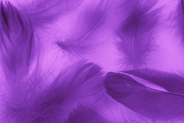 Obraz premium Beautiful abstract colorful blue and light purple feathers on white background and soft white pink feather texture on white pattern and purple background