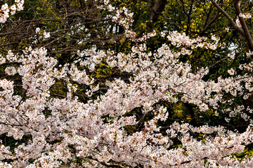 Full blooming of cherry blossom at Akashi park in Hyogo prejecture, Japan