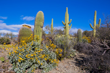 Diversity in Saguaro National Park