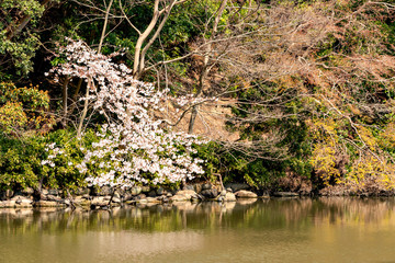 Full blooming of cherry blossom at Akashi park in Hyogo prejecture, Japan