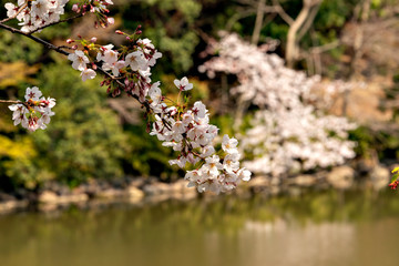 Full blooming of cherry blossom at Akashi park in Hyogo prejecture, Japan