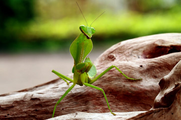 green mantis on the wood