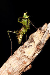 moss mantis on the garden