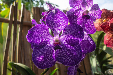 Beautiful purple and white orchid named Vanda family within the flower garden in Ratchaburi Province of Thailand