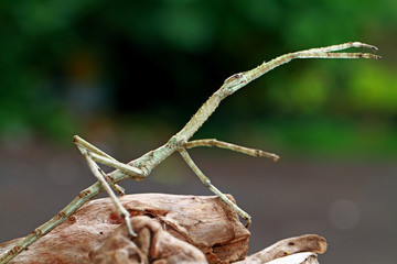 Phasmatidae on the wood