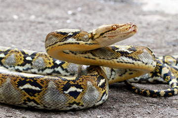 raticulatus python snakes on the floor