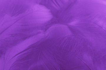 Fototapeta na wymiar Beautiful abstract colorful blue and light purple feathers on white background and soft white pink feather texture on white pattern and purple background