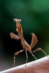 dead leaf mantis on the garden