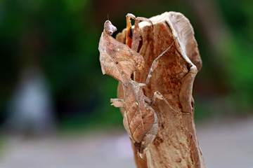 dead leaf mantis on the garden