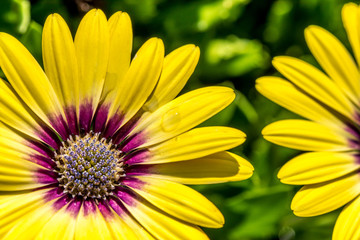 Closeup of two yellow and purple flowers in a garden on a sunny day