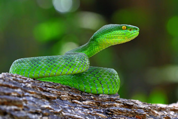 white-lipped island pit viper snakes
