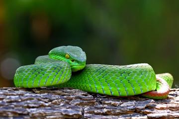 white-lipped island pit viper snakes
