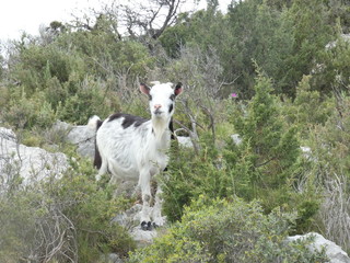 Fototapeta premium Photo of a goat in the scrubland of Provence. This animal picture was taken on a hill in the Alpilles.