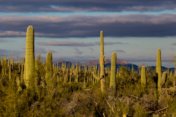 Saguaro cacti at sunset