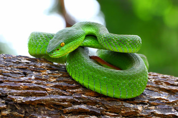 white-lipped island pit viper snakes