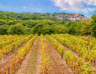 Fototapeta na wymiar Symmetrical rows of grape vines in a French vineyard in the Luberon region of Provence, and the quaint village of Lacoste perched in the background.