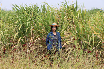 Naklejka na ściany i meble Woman agriculturist standing in the sugarcane farm and wearing a straw hat with Long sleeve denim shirt.