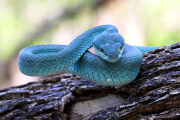 Blue insularis pit viper snakes
