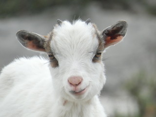 Portrait of a young goat too cute. This photo was taken on a hill of Alpilles in Provence.