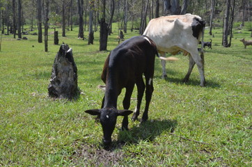 Vacas en pastizal