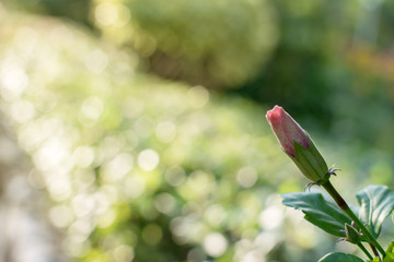Close up of beautiful red chinese rose is blooming in the morning with sunshine and natural bokeh light background during summer season at park.