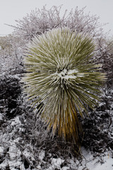 Yucca plant with snow