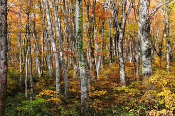 Fototapeta premium 紅葉が美しい大山のブナ林（大山隠岐国立公園）