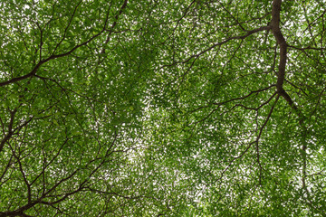 Tree branches with green leaf isolated on white background.