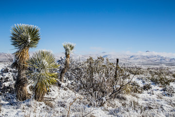 Yucca plant with snow