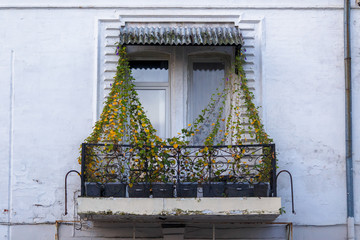 Beautiful balcony overgrown with green ivy on an old building