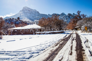 Snowy countryside in New Mexico with sycamore trees