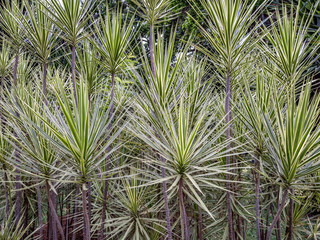 Green exotic cactus plants