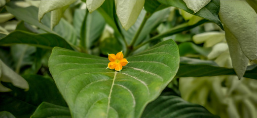 yellow flower amidst green leaves