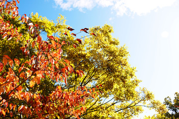 紅葉 青空