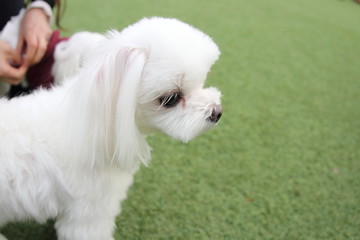 Happy puppies in a private playground