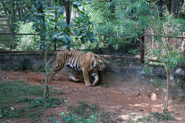 Naklejka na ściany i meble Tiger photographed in the Zoo. Tiger is resting the public at Nandankanan Zoological Park.
